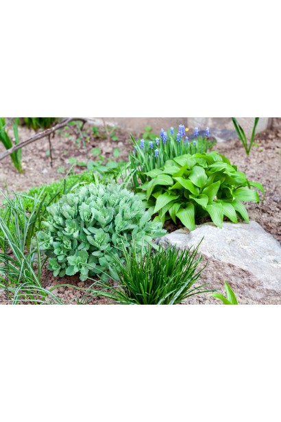 Хоста ланцетолиста комбінація з іншими рослинами